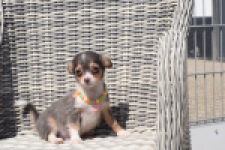 Chihuahua (reu) 43574