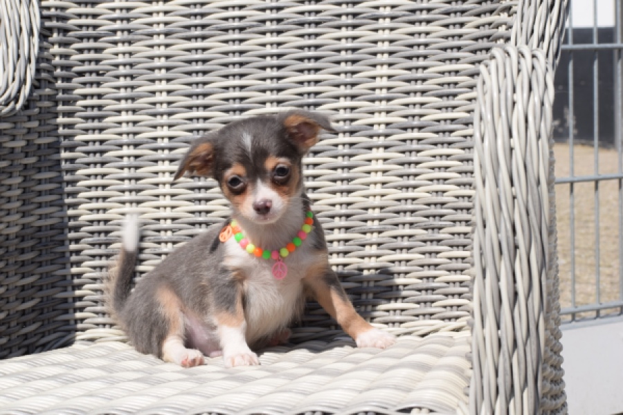 Chihuahua (reu) 43574