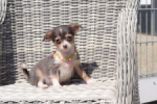 Chihuahua (reu) 43574