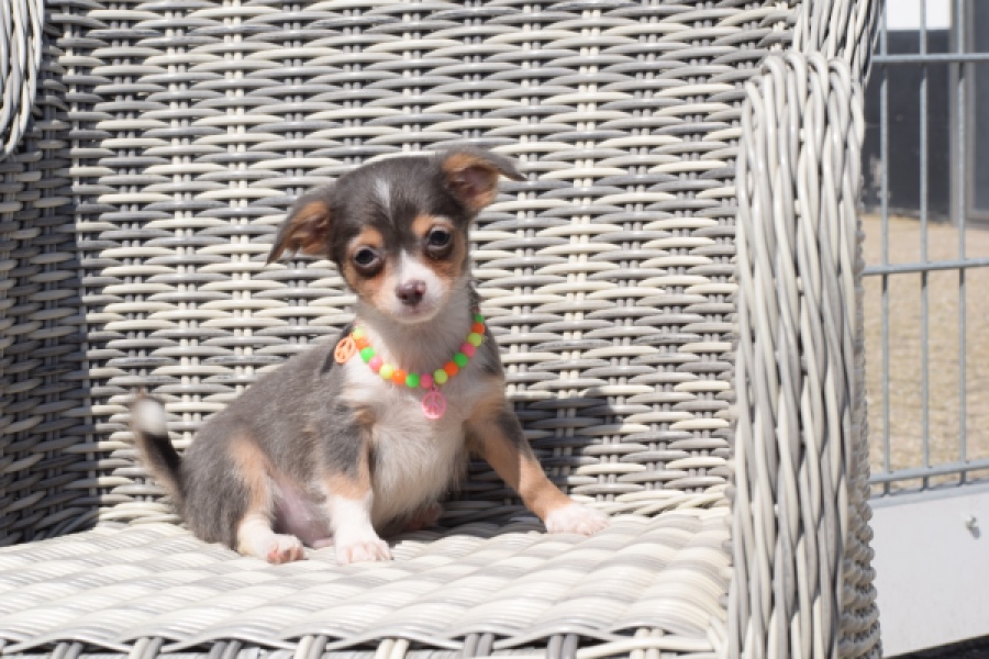 Chihuahua (reu) 43574
