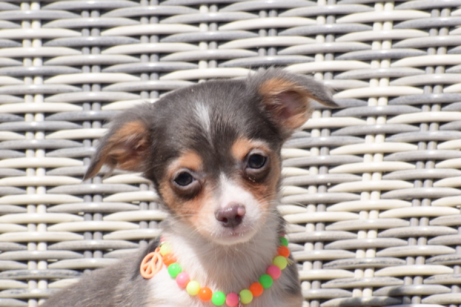 Chihuahua (reu) 43574