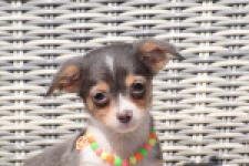 Chihuahua (reu) 43574