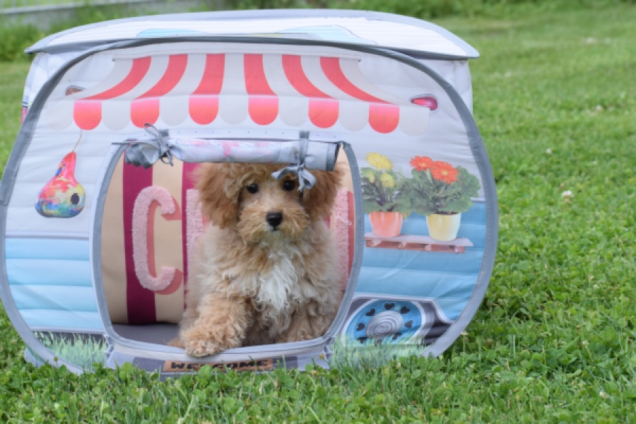 Maltipoo (reu) 64731