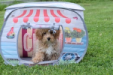 Maltipoo (reu) 64731