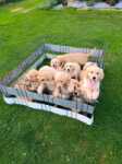 Golden retriever nestje 
