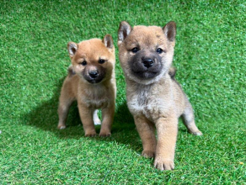 Shiba inu nestje 