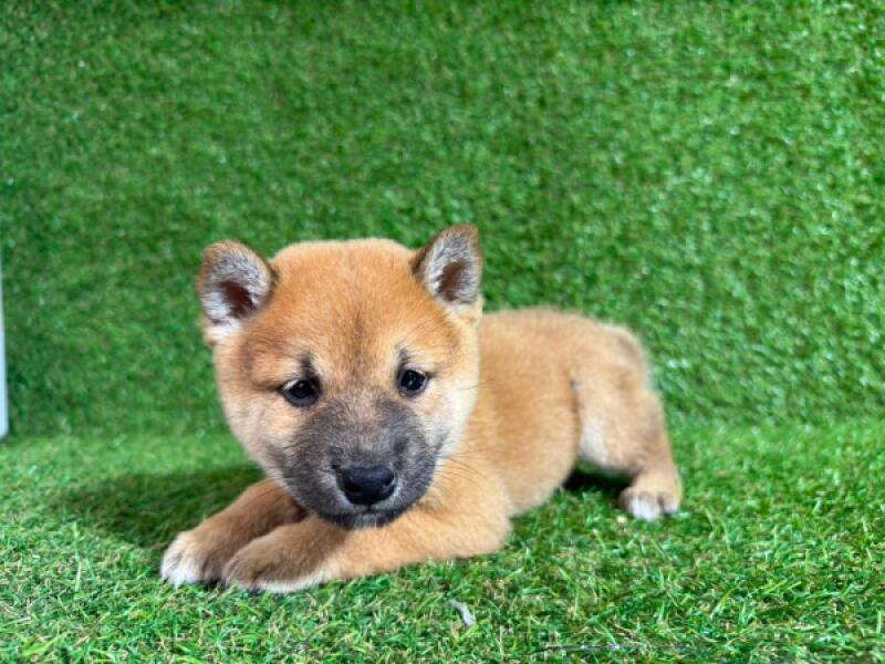 Shiba inu nestje 
