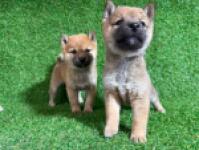 Shiba inu nestje 