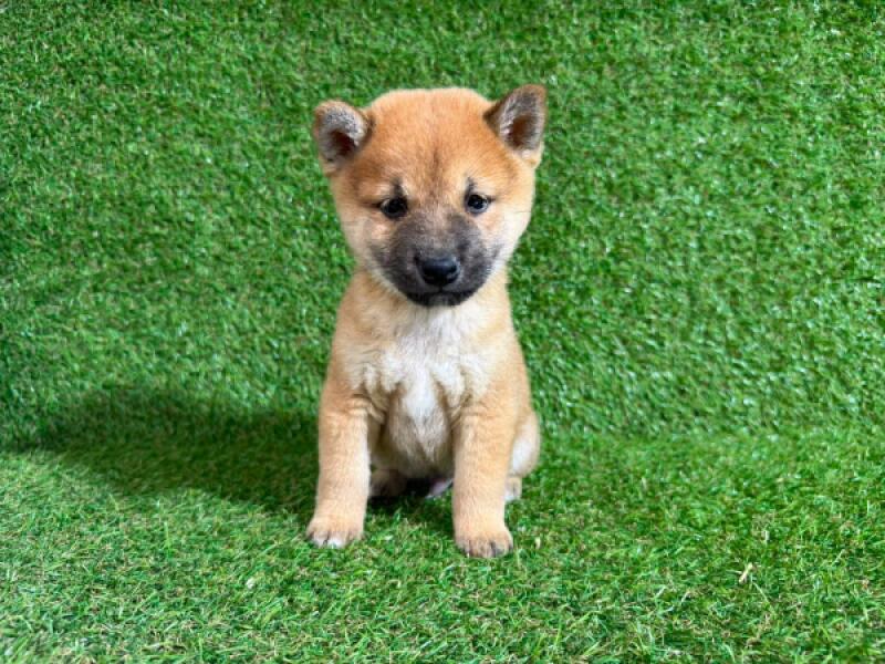 Shiba inu nestje 