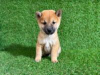 Shiba inu nestje 