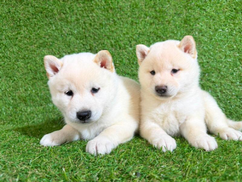 Shiba inu nestje 