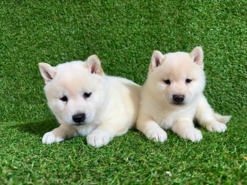 Shiba inu nestje 