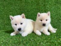 Shiba inu nestje 
