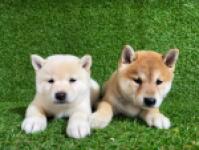 Shiba inu nestje 