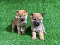 Shiba inu nestje 