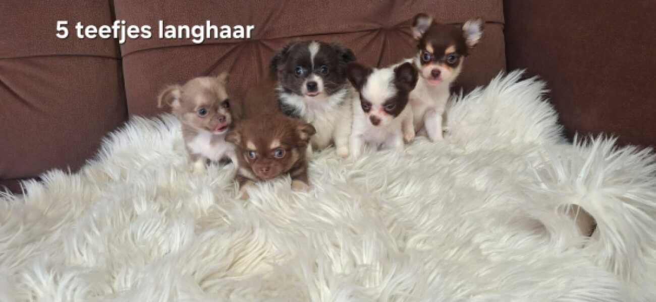 Chihuahua nestje 