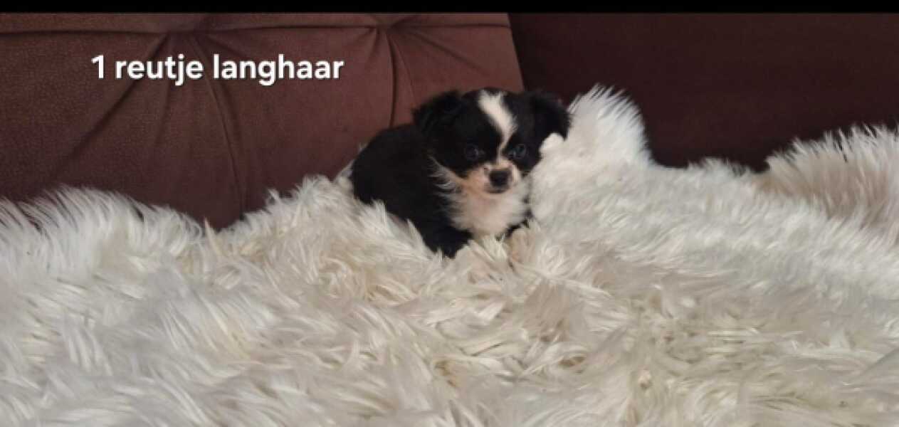 Chihuahua nestje 