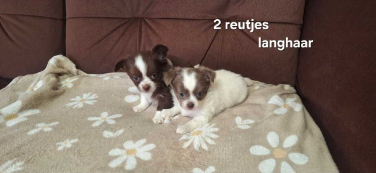 Chihuahua nestje 