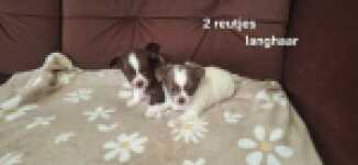 Chihuahua nestje 