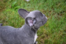 Franse bulldog (reu) 81093