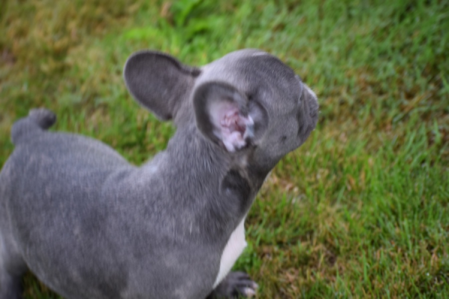 Franse bulldog (reu) 81093
