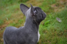 Franse bulldog (reu) 81093
