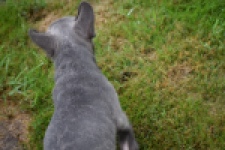 Franse bulldog (reu) 81093