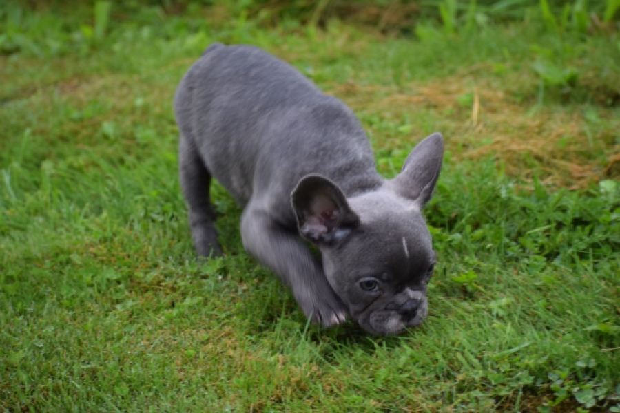 Franse bulldog (reu) 81093