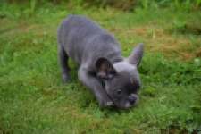Franse bulldog (reu) 81093
