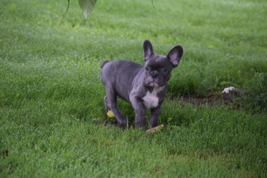 Franse bulldog (reu) 81093
