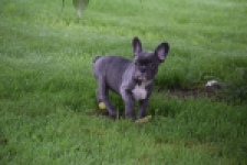 Franse bulldog (reu) 81093