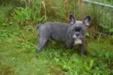 Franse bulldog (reu) 81093