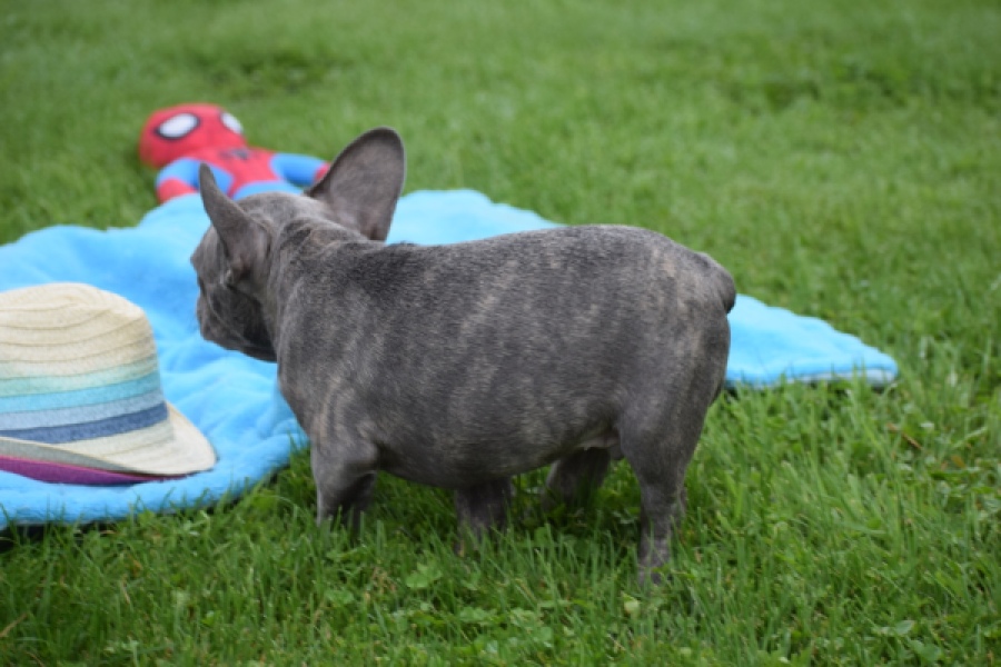Franse bulldog (reu) 81052