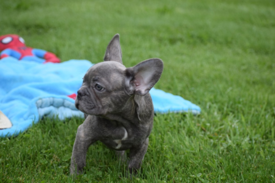 Franse bulldog (reu) 81052