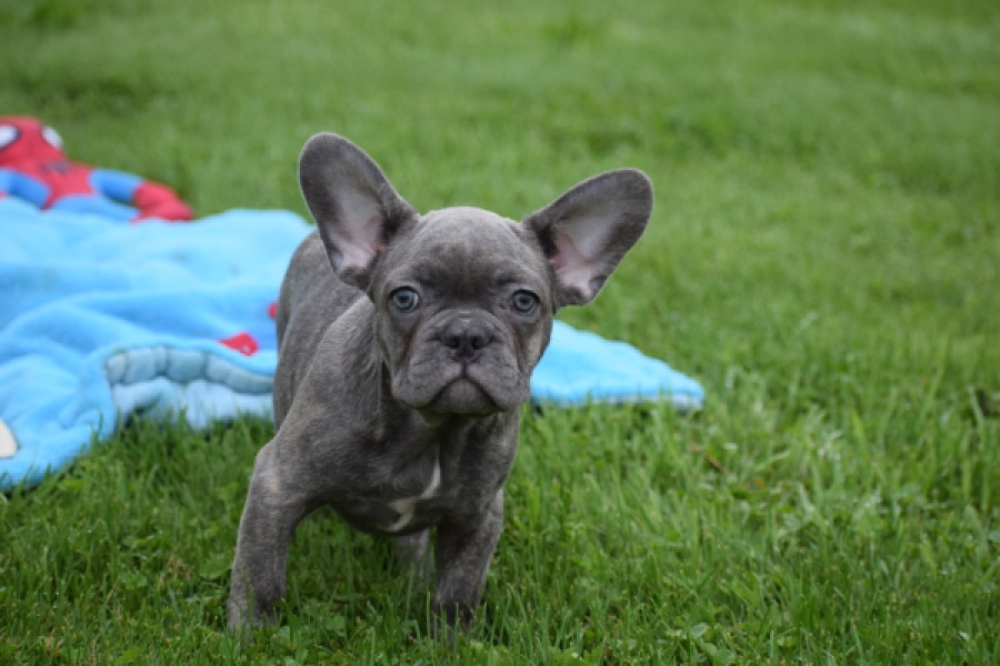 Franse bulldog (reu) 81052