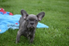 Franse bulldog (reu) 81052