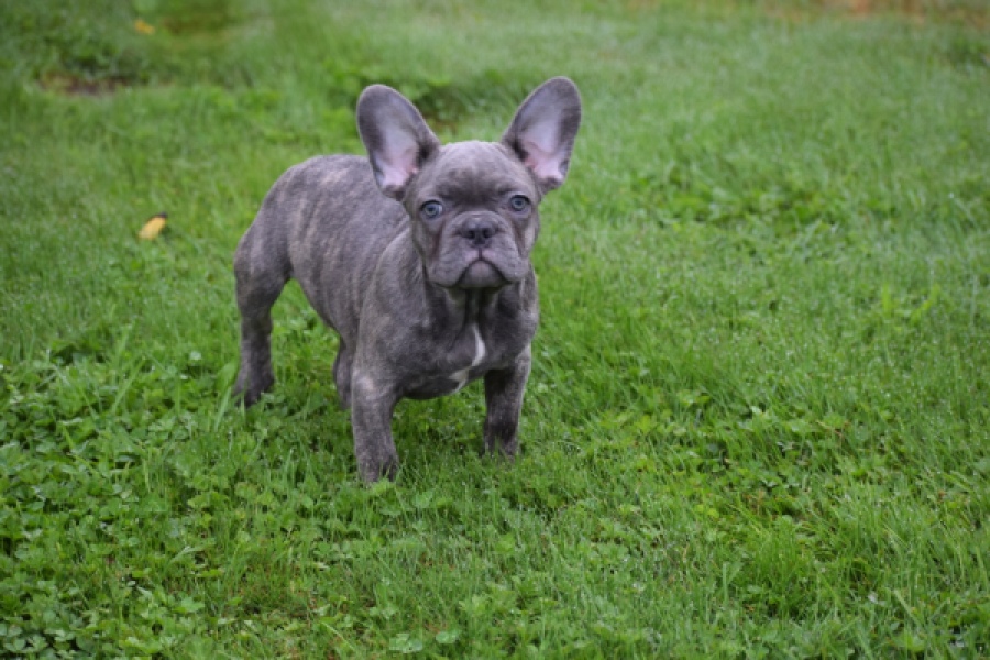 Franse bulldog (reu) 81052