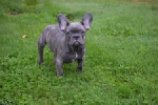 Franse bulldog (reu) 81052