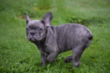 Franse bulldog (reu) 81052