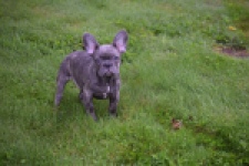 Franse bulldog (reu) 81052