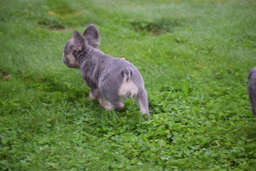 Franse bulldog (reu) 81088