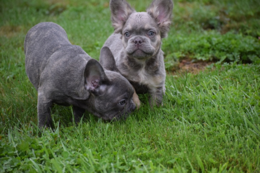 Franse bulldog (reu) 81088