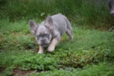 Franse bulldog (reu) 81088
