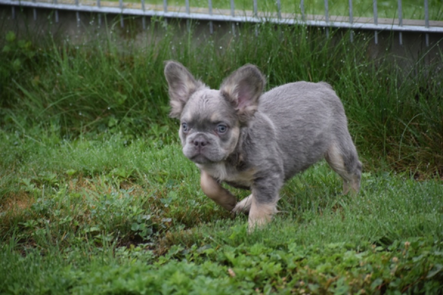 Franse bulldog (reu) 81088