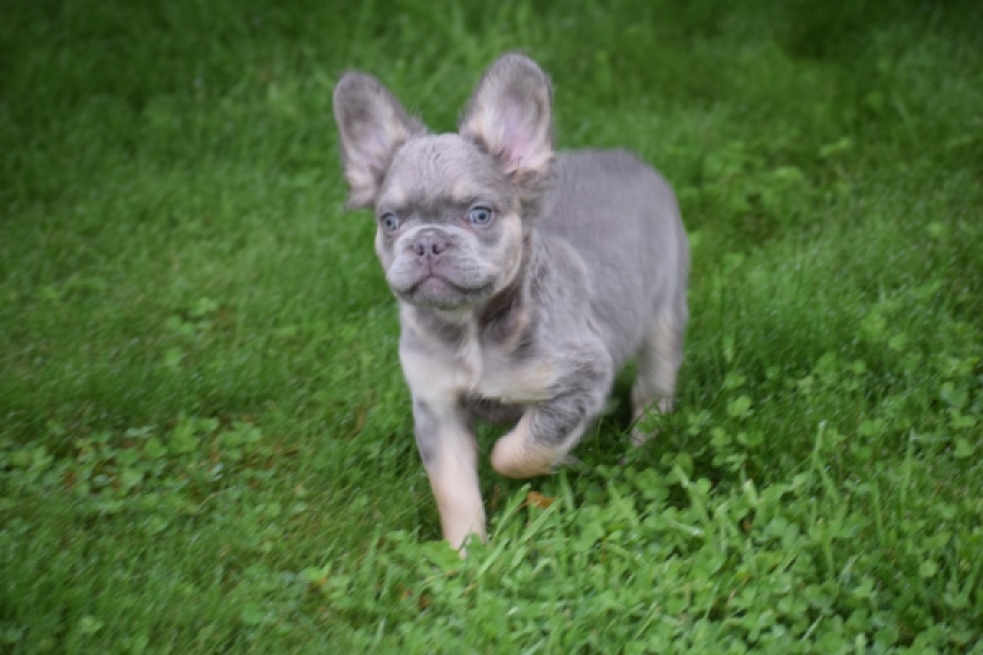 Franse bulldog (reu) 81088