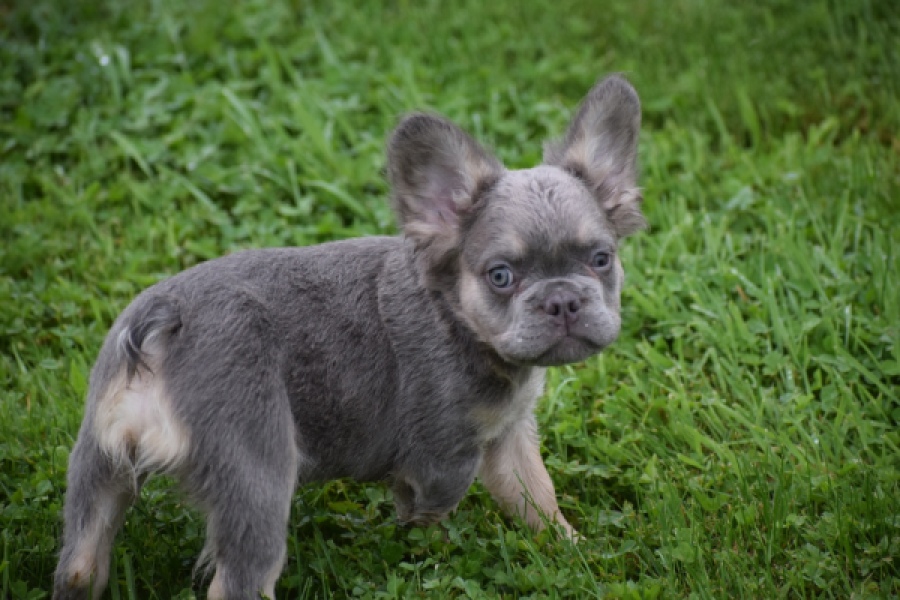 Franse bulldog (reu) 81088