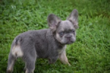 Franse bulldog (reu) 81088