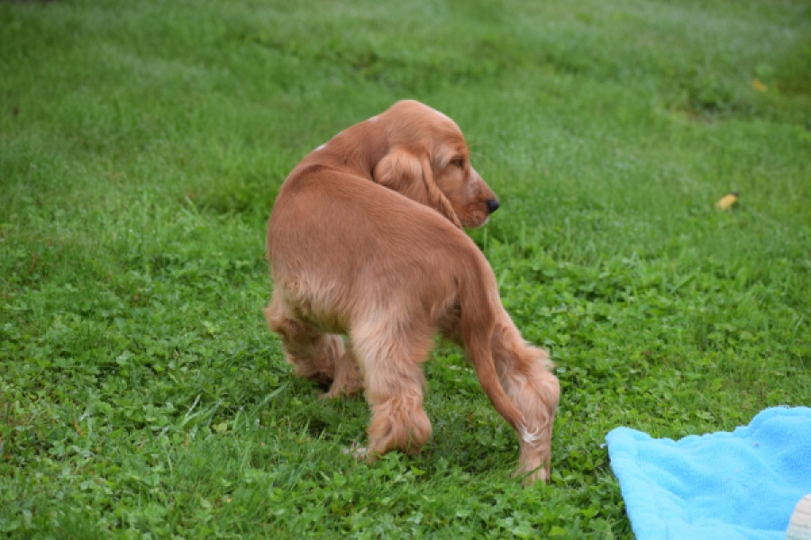 Engelse cocker spaniel (reu) 02883