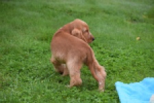 Engelse cocker spaniel (reu) 02883