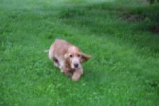 Engelse cocker spaniel (reu) 02883